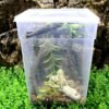 Transparent Ventilated Holes Reptile Feeding Box