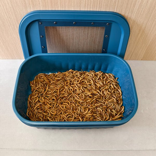 Live Insects Roaches Superworms Mealworms Breeding Box