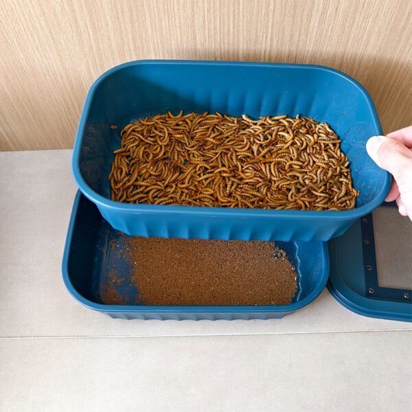 Live Insects Roaches Superworms Mealworms Breeding Box