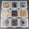 Mini spider breeding box