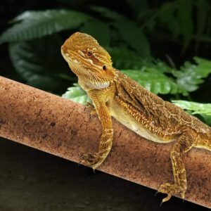 Eco-Friendly Durable Cork Perching Bar Reptiles Crawling Toy