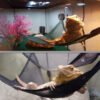PVC Lizard Hammock Breathable Mesh Geckos Hammock