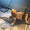 PVC Lizard Hammock Breathable Mesh Geckos Hammock