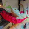 Reptile Hanging Swing Hammock for Lizard Chameleon Climbing Toys