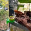 Wall Mounted Hanging Fruit Puree Bowl for Reptiles