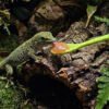 Reptile Fruit Puree Bowl for Crested Gecko Mixing Bowl and Feeding Spoon Set
